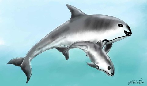 6. A female Vaquita can have 5 to 7 offspring throughout her lifetime.
