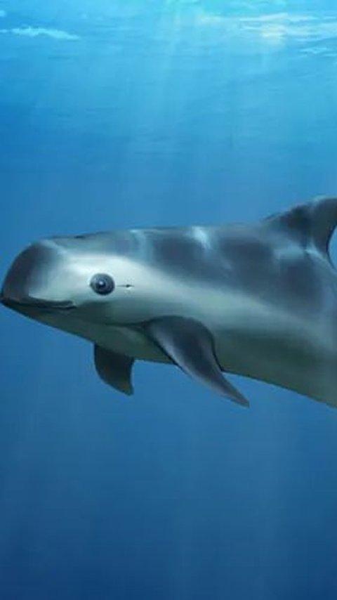 10 Interesting Facts about Vaquita, the Rarest Animal in the World