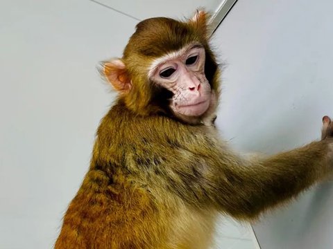 Scientists Introduce Their Success in Cloning a Living Monkey!