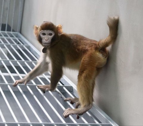 Scientists Introduce Their Success in Cloning a Living Monkey!