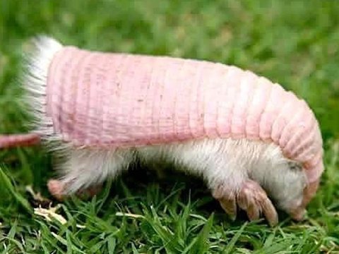 Strange Armadillo Found with Double Skin, a Natural Adaptation?