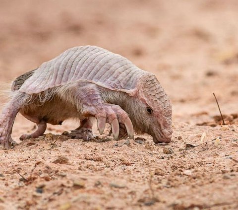 Strange Armadillo Found with Double Skin, a Natural Adaptation?