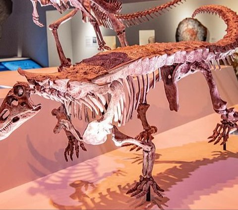 New Aetosaurus Species Discovered, Excavation to Be Conducted Soon