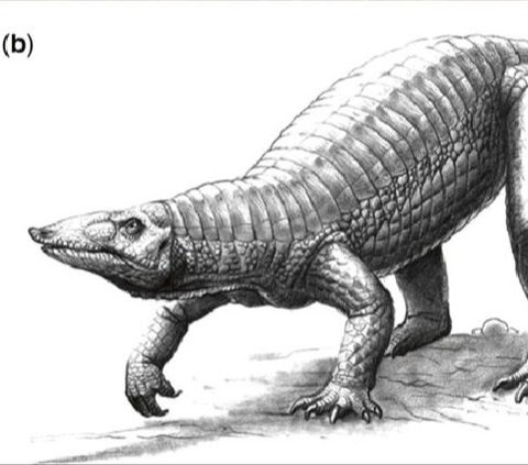 The discovery of Garzapelta muelleri provides new insights into interspecific variation in the dorsal carapace of Aetosauria. It is evident that the morphology of the lateral osteoderms drives the final topological position of Garzapelta muelleri, recovering it as a sister taxon to Desmatosuchini.