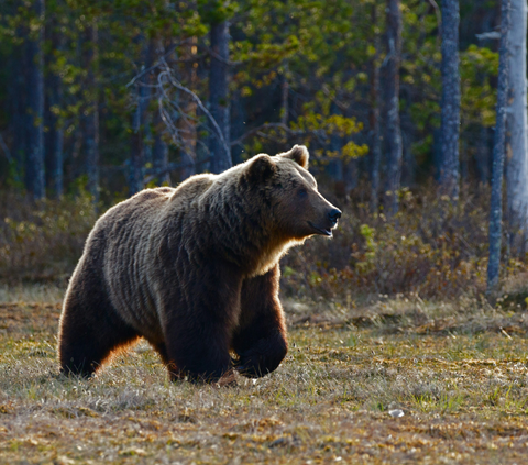 Menegangkan, Tuna Wicara Gelut Lawan Beruang di OKU hingga Kaki Putus