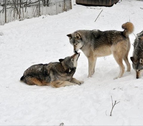 Revealed, This is How Wolves Communicate with Each Other