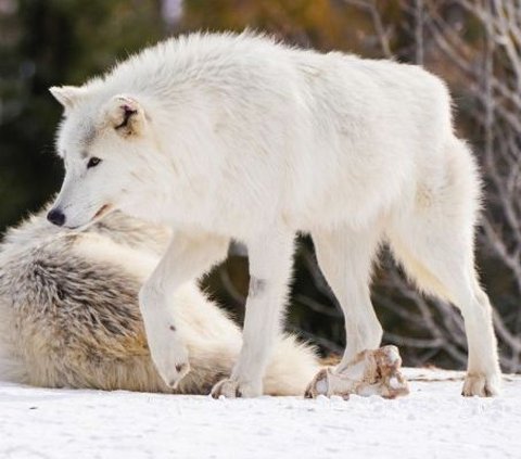Revealed, This is How Wolves Communicate with Each Other