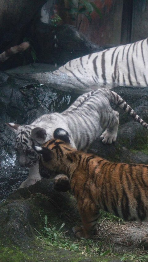 FOTO: Gemas! Dua Anak Harimau Benggala di Siantar Zoo Ini Lahir Kembar tapi Beda Warna