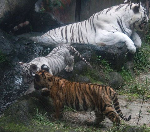 Taman Hewan Pematang Siantar (THPS) atau Siantar Zoo kembali menambah koleksinya setelah dua anak Harimau Benggala terlahir, pada 30 Oktober 2023 lalu. Uniknya, meskipun terlahir kembar dari indukan yang sama, kedua anak harimau ini memiliki warna berbeda. Yakni, satu putih dan satu kuning. KARTIK BYMA/AFP