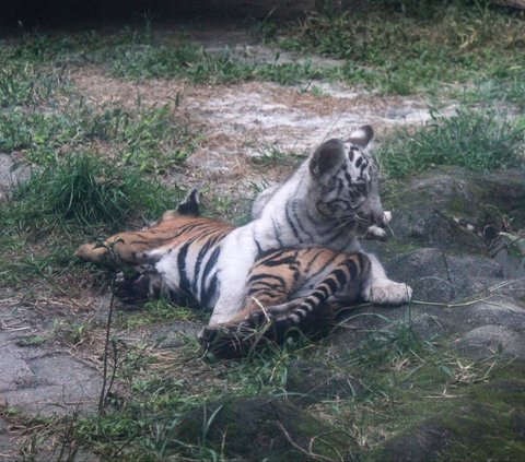 FOTO: Gemas! Dua Bayi Harimau Benggala di Siantar Zoo Ini Lahir Kembar tapi Beda Warna