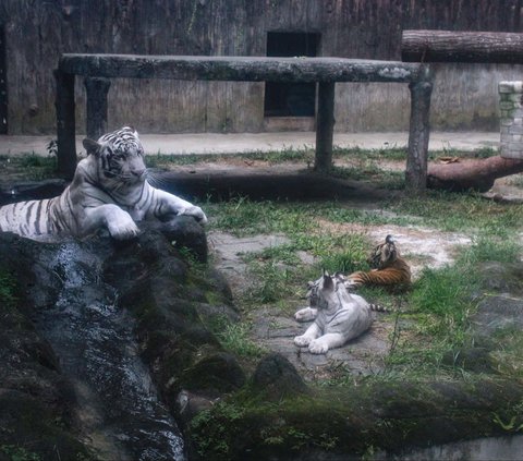FOTO: Gemas! Dua Bayi Harimau Benggala di Siantar Zoo Ini Lahir Kembar tapi Beda Warna