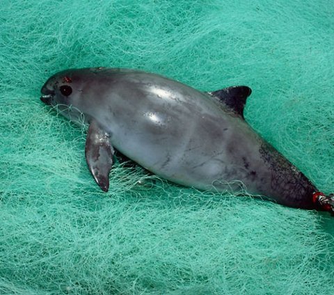 Vaquita, The Small Dolphin that Becomes the Rarest Animal in the World