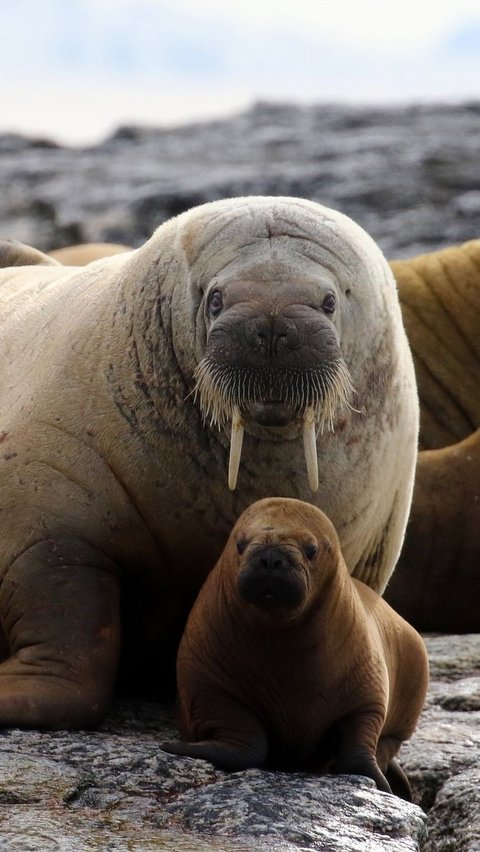 Interesting Facts about Sea Lions, which Apparently Can Reach a Weight of Nearly 2 Tons!