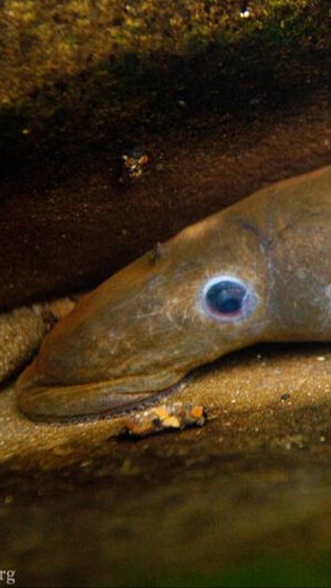 Di Sungai Ini, Telah Ditemukan Dua Spesies Baru Ikan Purba yang Masih Hidup