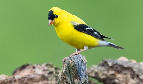 <b>1. Goldfinch Amerika (Spinus tristis)</b>