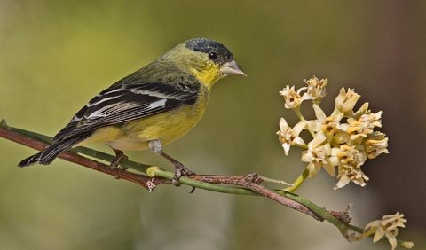 2. Small Goldfinch (Spinus psaltria)