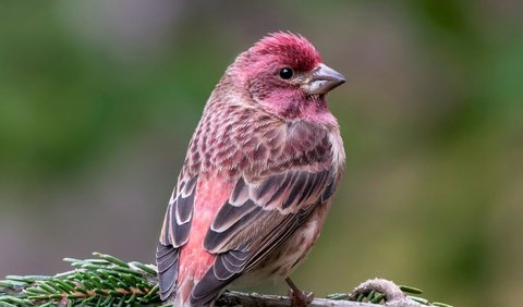 <b>4. Burung Finch Ungu (Haemorhous purpureus)</b>