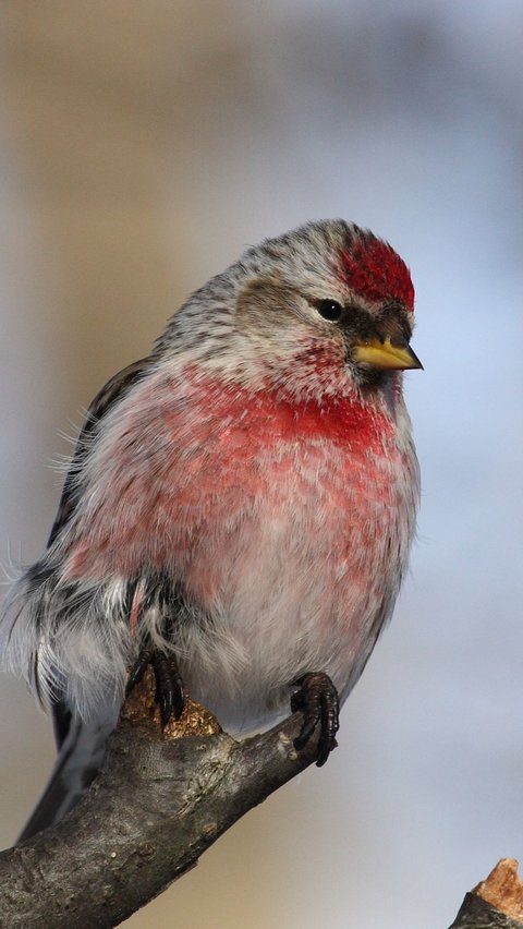 About 9 Finch Birds, Relatives of Canaries that Reside in Florida.