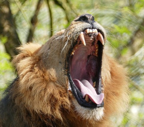 Accidentally Hit by Meat, This Lion Gets Upset and Angry