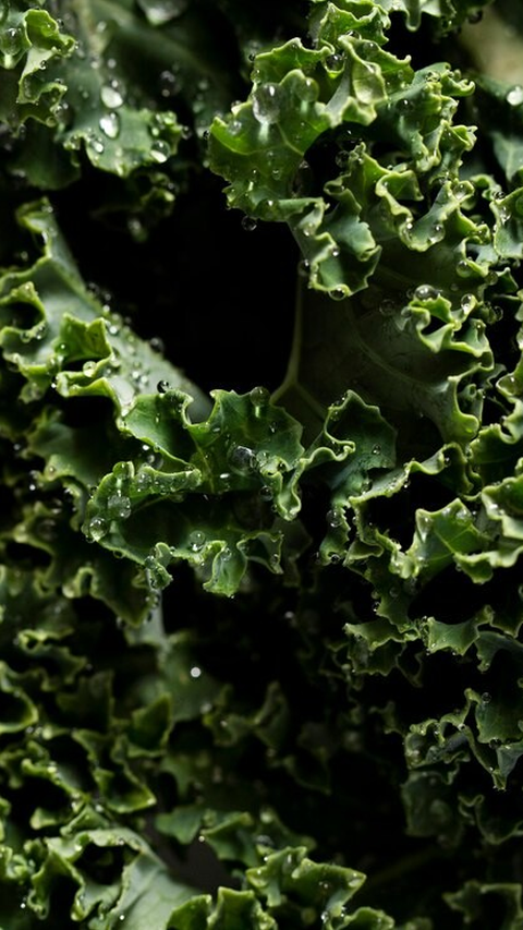 5. Kale: Sayuran Berdaun Hijau Penuh Kalsium