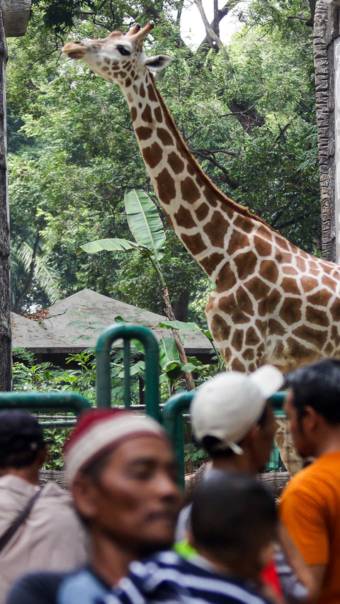 Hari Ini Taman Margasatwa Ragunan Tutup, Satwa-Satwa Istirahat