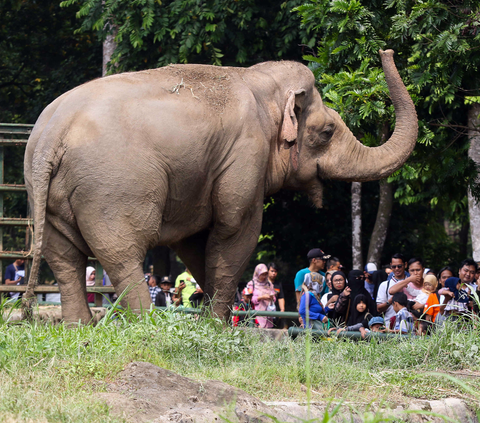 Hari Ini Taman Margasatwa Ragunan Tutup, Satwa-Satwa Istirahat