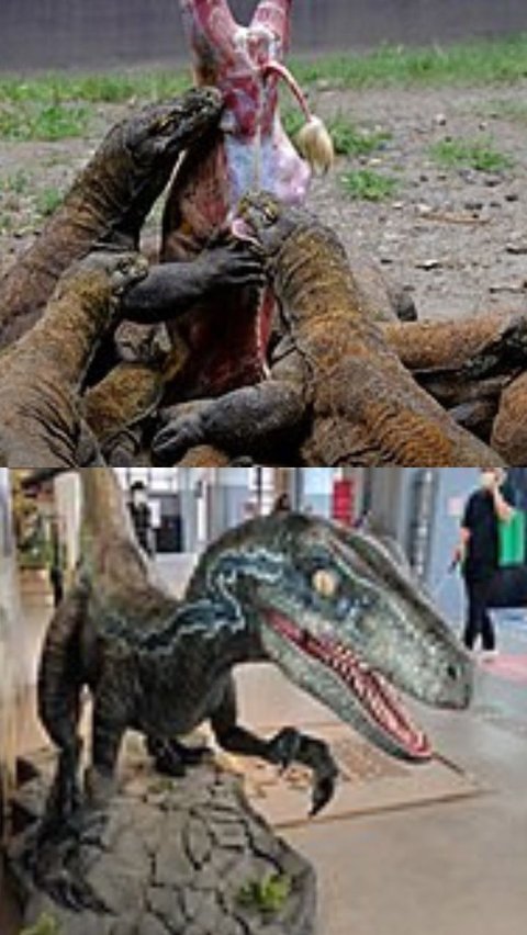 Jika Komodo dan Velociraptor Bertarung, Siapa yang Akan Menang?