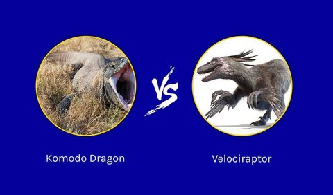 1. Perbandingan Kekuatan Alami Komodo dan Velociraptor<br>