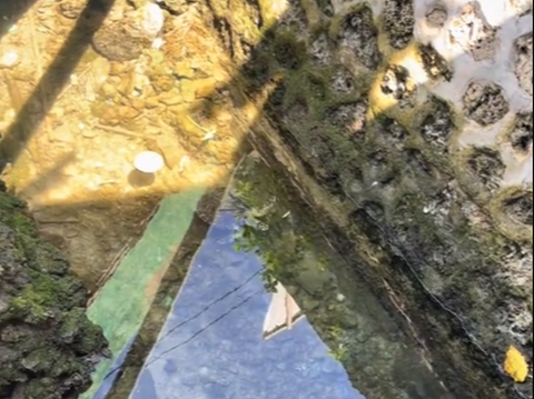 Viral Penampakan Penyu di Selokan, Air Bersih Bikin Salfok Warganet