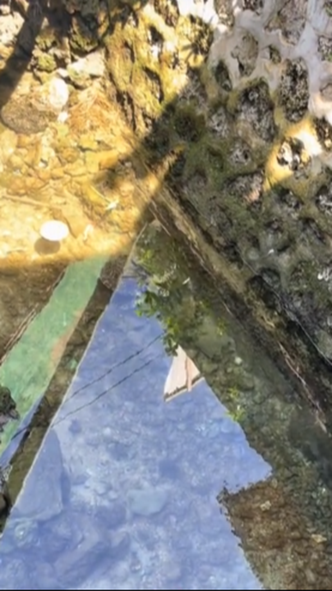 Viral Penampakan Penyu di Selokan, Airnya yang Bersih Bikin Salfok Warganet