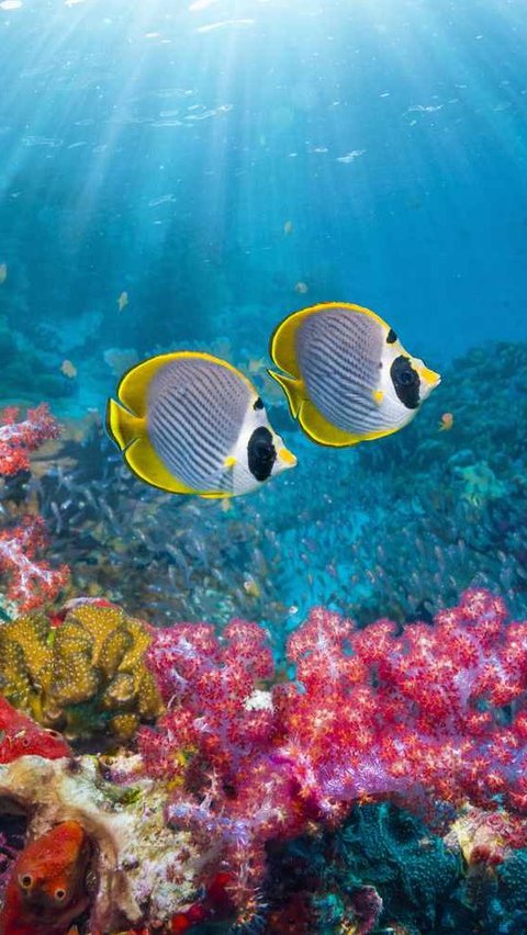 Unik, 6 Hewan Laut Ini Makan Karang Setiap Hari