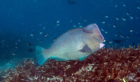 6. Parrotfish (Scarinae)<br>