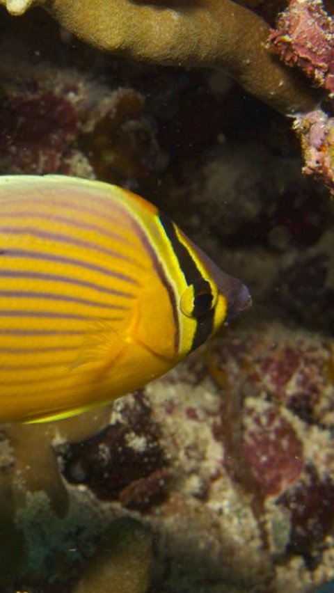 4. Butterflyfish (Chaetodontidae)<br>