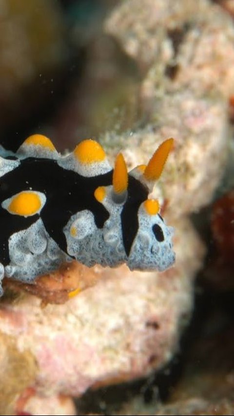 3. Nudibranchs (Nudibranchia)<br>