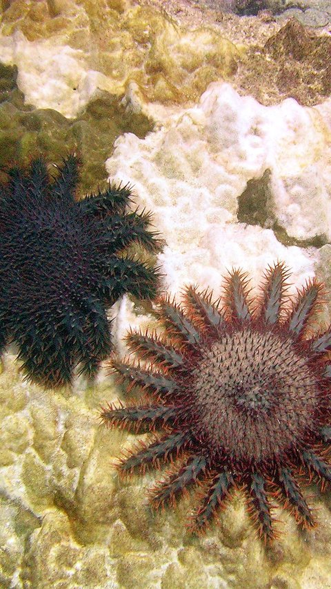 2. Crown-of-Thorns Starfish (Acanthaster spp.)<br>