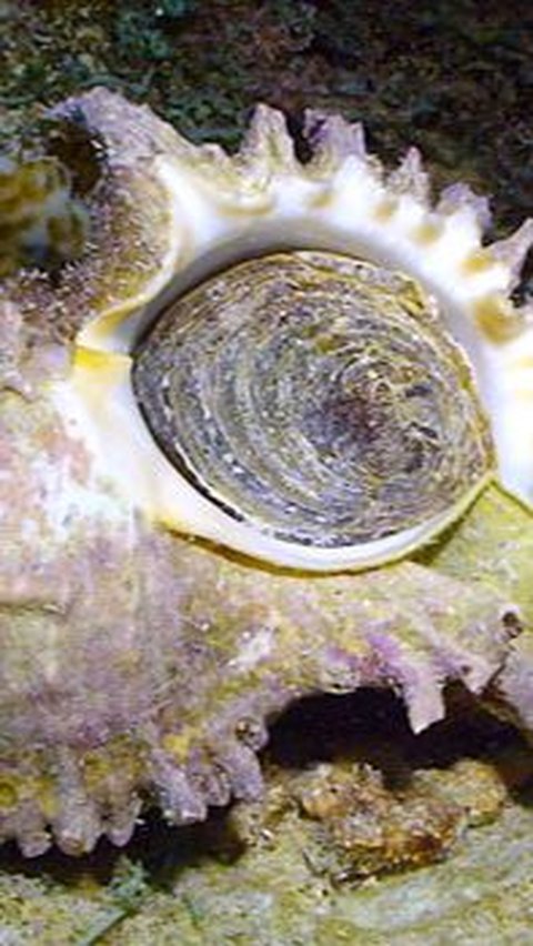 1. Coral-Eating Snails (Muricidae)<br>