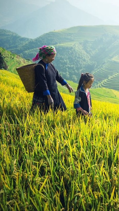 Food Estate adalah Program Peningkatan Produksi Pangan, Ketahui Tujuannya