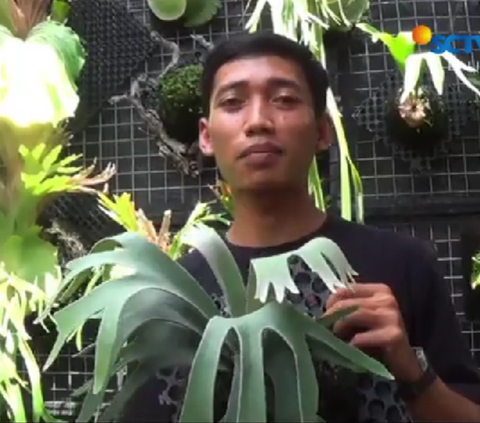 Kisah Pemuda Asal Bali Jual Tanaman Liar Senilai Rp10 Juta, Cuan Besar Bikin Ketagihan