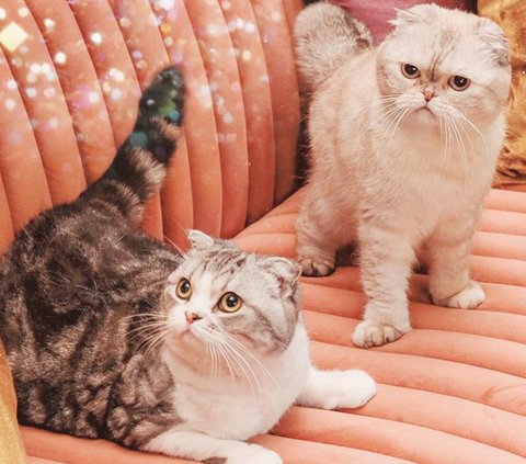 As Rich as its Owner, Taylor Swift's Cat's Wealth Can Make the Employer's Lover Feel Inferior