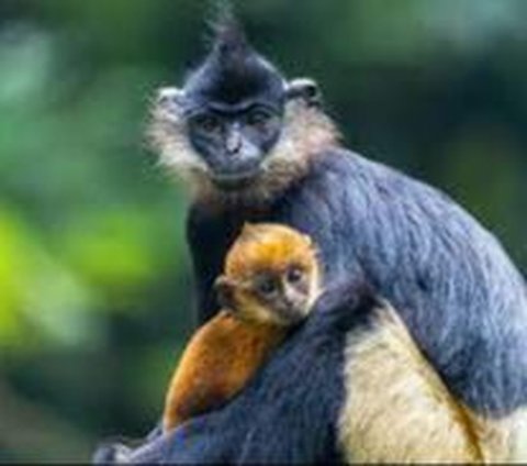 Menyambut Kelahiran Bayi Langur Langka Warna Emas, Mirip Kera Sakti