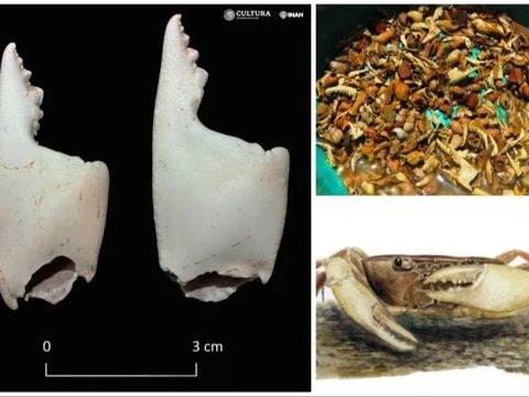 Orang Suku Maya Kuno Ternyata Makan Kepiting Air Tawar di Perayaan Tertentu