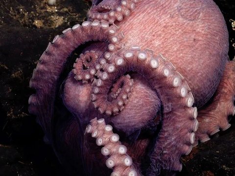 4 New Species of Octopus Found in the Deep Sea, Never Seen Before