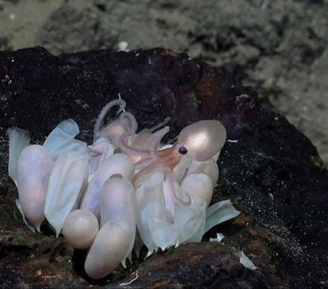 4 New Species of Octopus Found in the Deep Sea, Never Seen Before