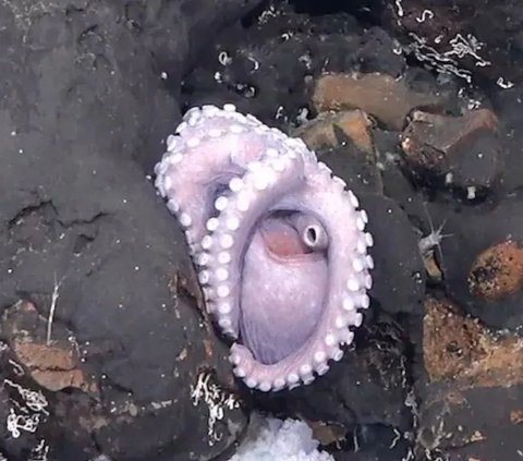 4 New Species of Octopus Discovered in the Deep Sea, Never Seen Before