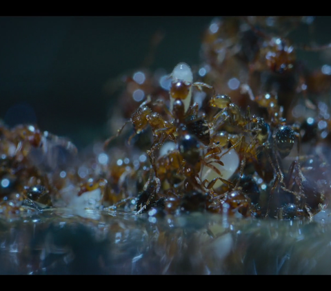 5,000 Fire Ants Build Raft with Their Bodies to Save the Colony and Queen