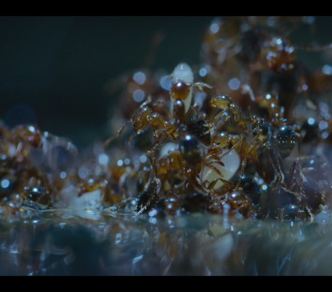 5,000 Fire Ants Build a Raft with Their Bodies to Save Their Colony and Queen