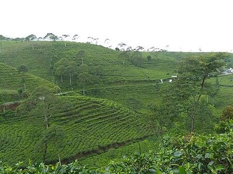 Perkebunan Teh Cipasung