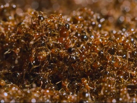 5,000 Fire Ants Build Raft with Their Bodies to Save the Colony and Queen