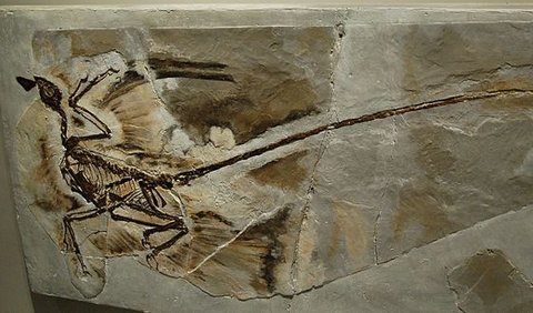1. Peneliti Sementara Menganggap Microraptor Sebagai Pemburu Udara<br>