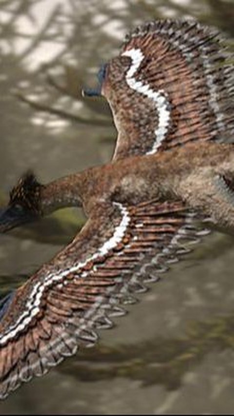 5. Perdebatan di Kalangan Peneliti Mengenai Microraptor<br>